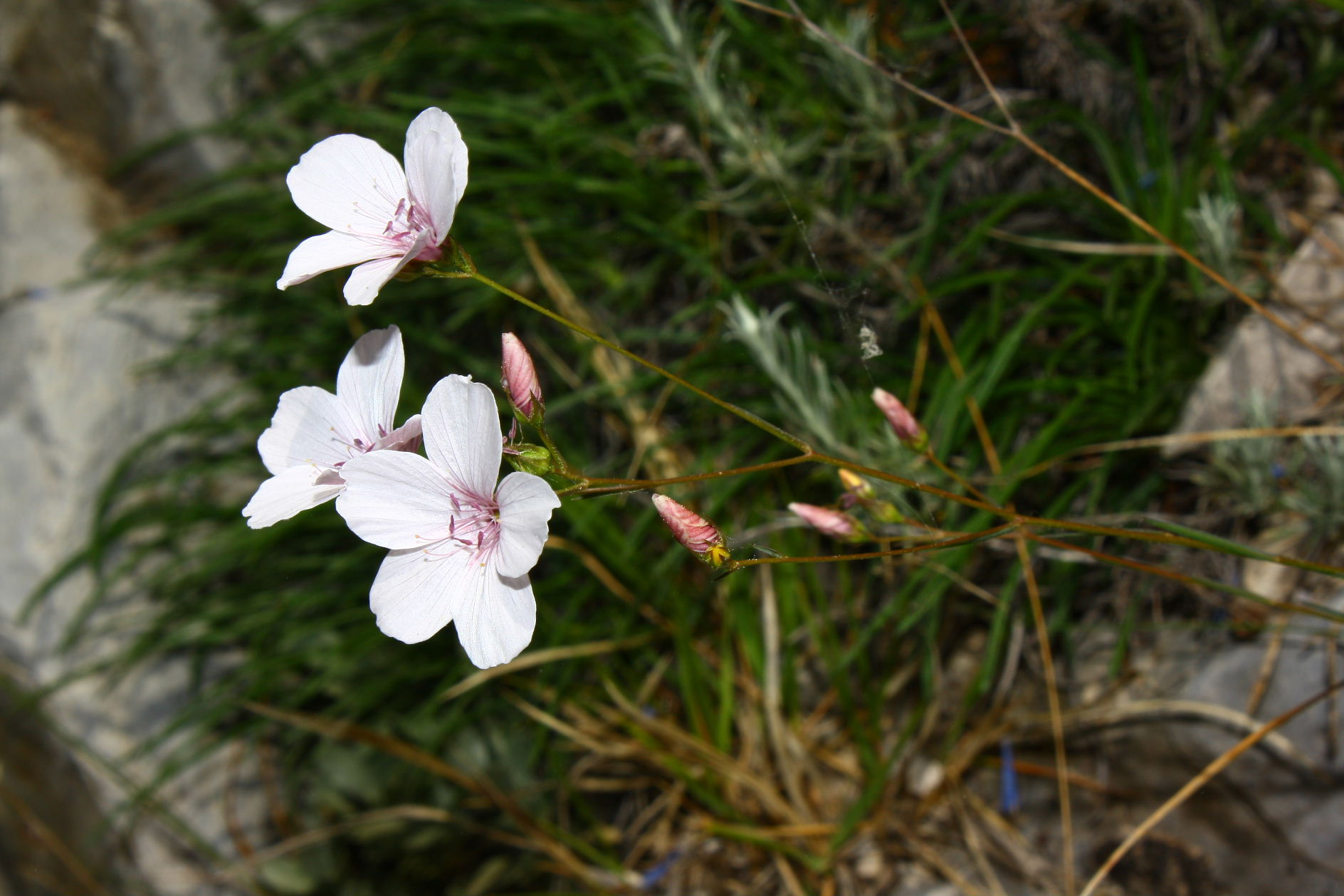 Linum tenuifolium